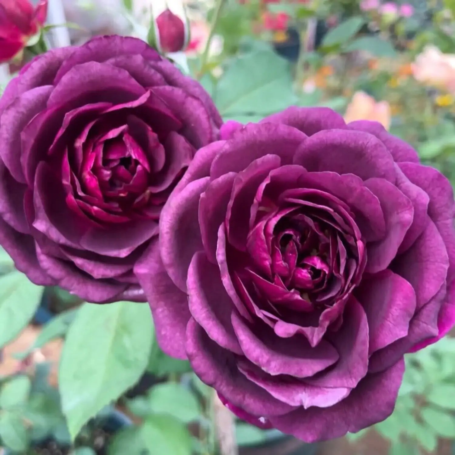 Premium Purple Dragon Rose Flower seeds for Planting Premium Quality, Heirloom & GMO Free Seeds for Home Garden seeds