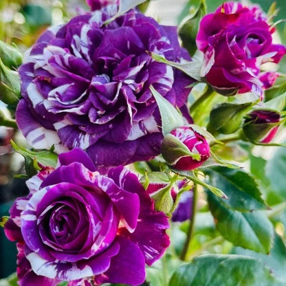 Bicolor Flower seeds for Planting - Drought Tolerant, Heirloom & GMO Free Seeds for Home Garden