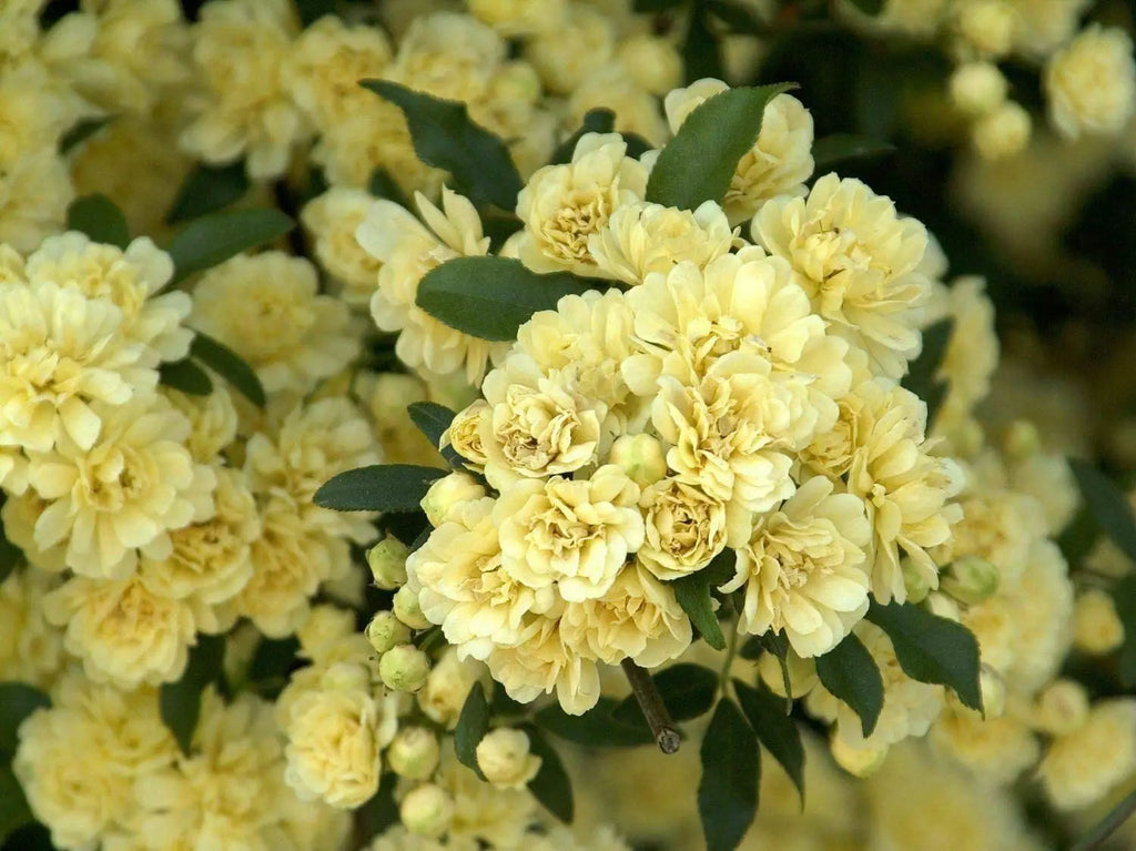 Rosa Banksia Flower seeds for Planting Drought Tolerant, Heirloom & GMO Free Seeds for Home Garden vegetable and garden seeds