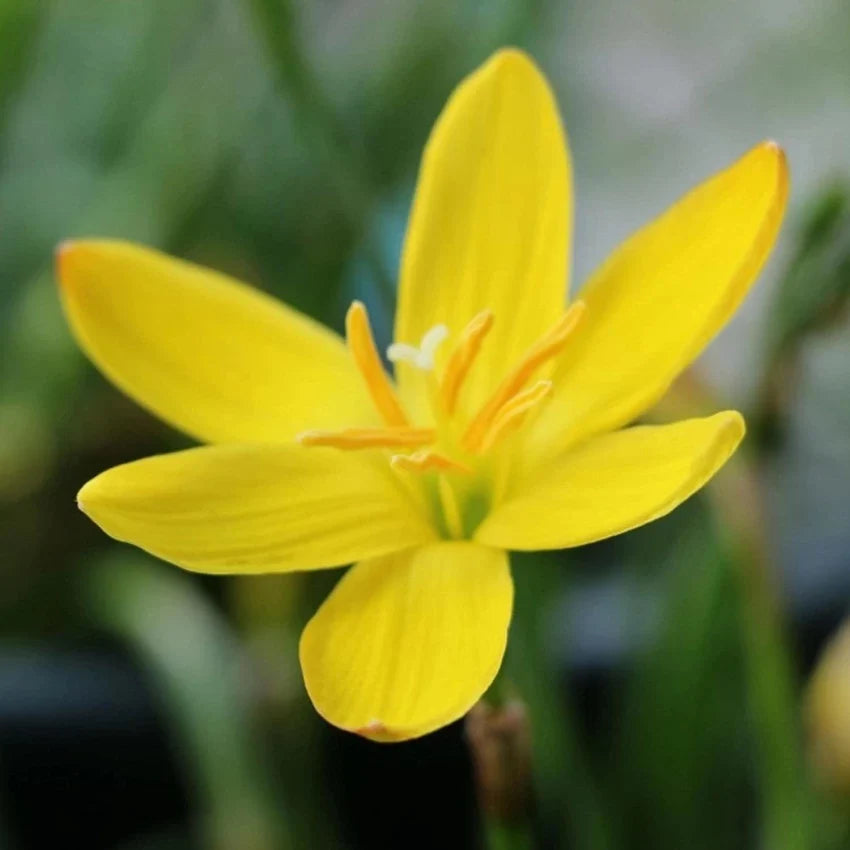 Balsamine Yellow Flower seeds for Planting Perfect for Borders, Heirloom & GMO Free Seeds for Home Garden seeds for planting