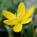 Balsamine Yellow Flower seeds for Planting Perfect for Borders, Heirloom & GMO Free Seeds for Home Garden seeds for planting