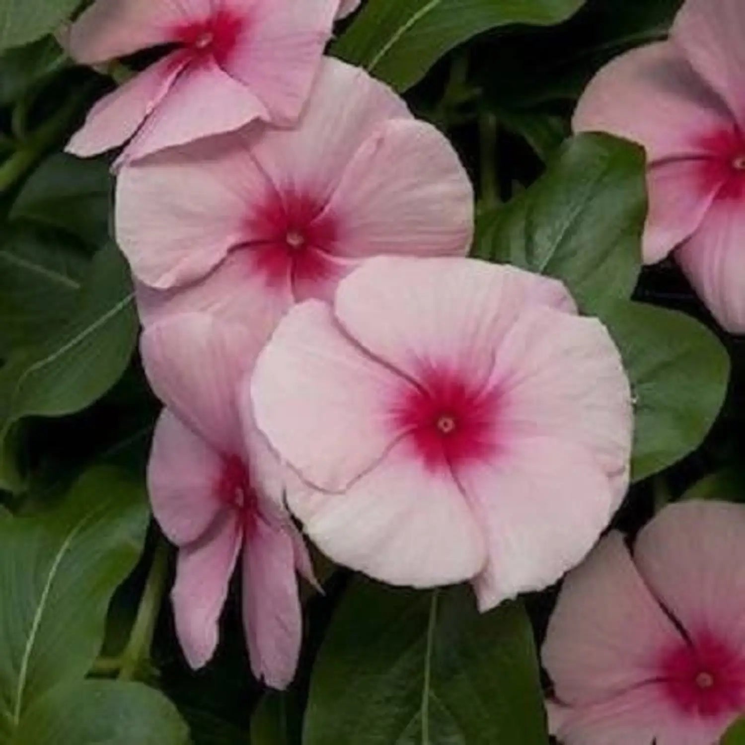 High quality Light Pink Vinca Periwinkle Flower seeds for Planting Sun Loving, Heirloom & GMO Free Seeds for Home Garden seeds pack