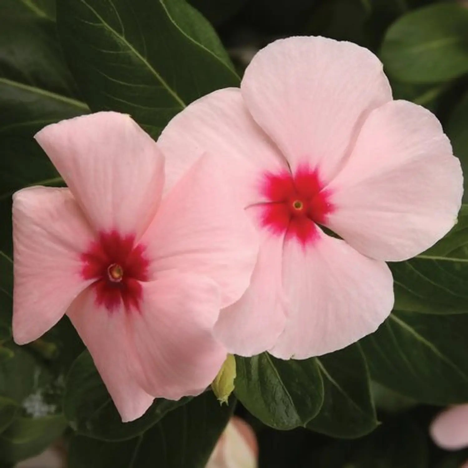 Premium Pink Vinca Flower seeds for Planting Fragrant Blossoms, Heirloom & GMO Free Seeds for Home Garden seeds