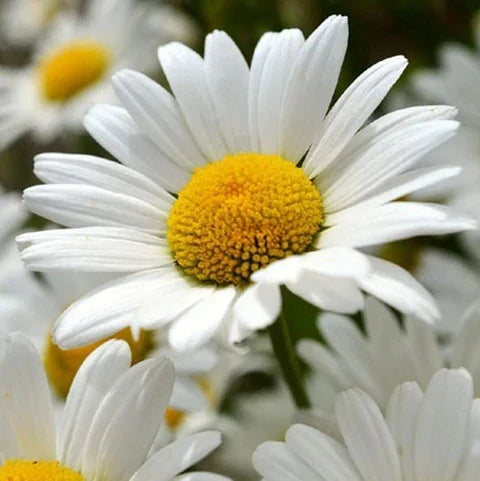High quality White Paludosum Flower seeds for Planting Cut Flower Favorite, Heirloom & GMO Free Seeds for Home Garden seeds pack