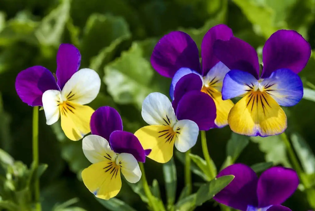 High quality Purple White Viola Flower seeds for Planting Shade Tolerant, Heirloom & GMO Free Seeds for Home Garden seeds pack