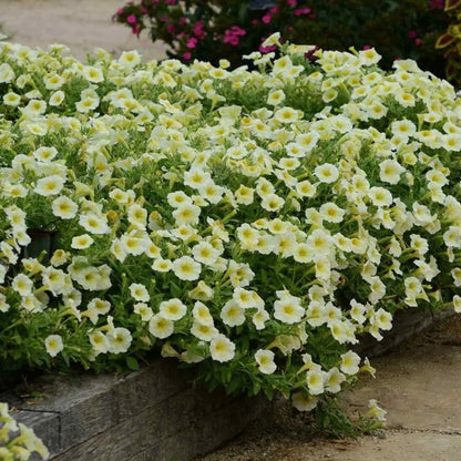 Green Cascade Flower seeds for Planting Perfect for Borders Heirloom & GMO Free Seeds for Home Garden