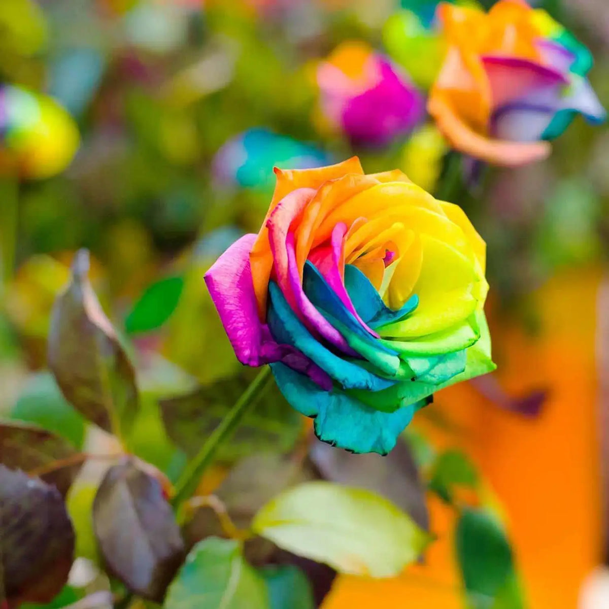 Rainbow Rose Flower seeds for Planting - Garden Favorite, Heirloom & GMO Free Seeds for Home Garden