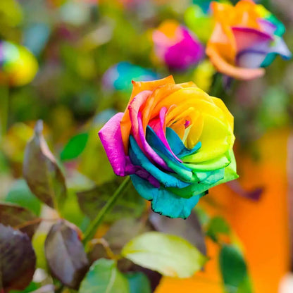 Rainbow Rose Flower seeds for Planting - Garden Favorite, Heirloom & GMO Free Seeds for Home Garden
