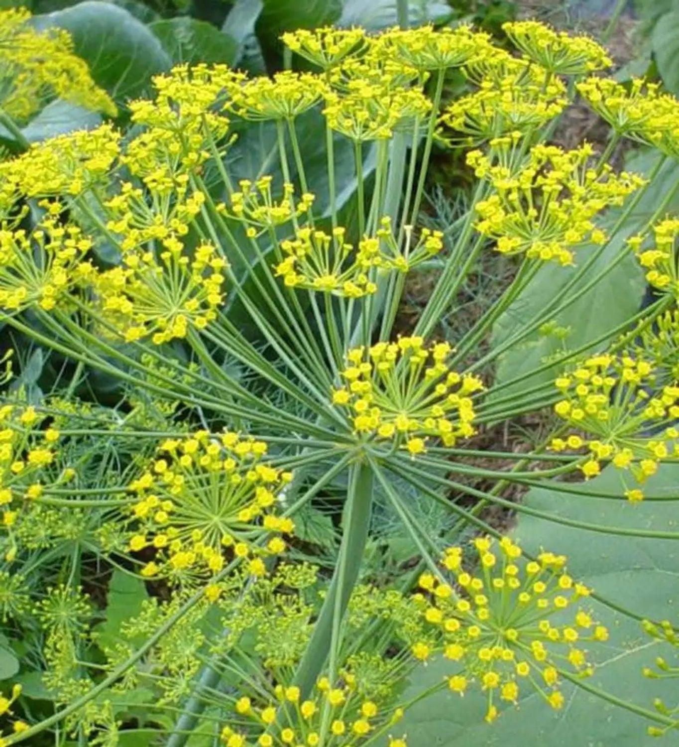 Premium Anethum Graveolens Seeds Flower seeds for Planting Bright Blooms, Heirloom & GMO Free Seeds for Home Garden seeds