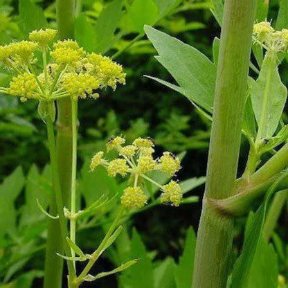 Light Green Lovage Seeds For Easy Planting