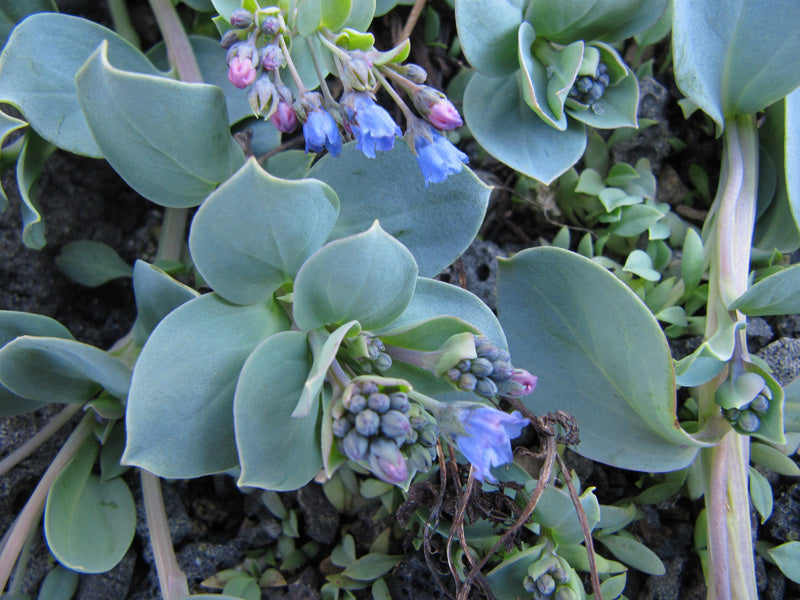 Mertensia Maritima Flower seeds for Planting Perfect for Borders, Heirloom & GMO Free Seeds for Home Garden vegetable and garden seeds