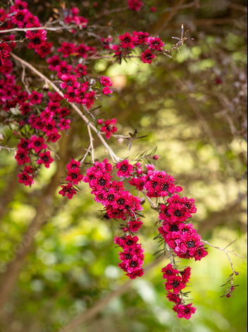 Premium Pink Manuka Honey Teatree Leptospermum Scoparium Flower seeds for Planting Colorful Display, Heirloom & GMO Free Seeds for Home Garden seeds