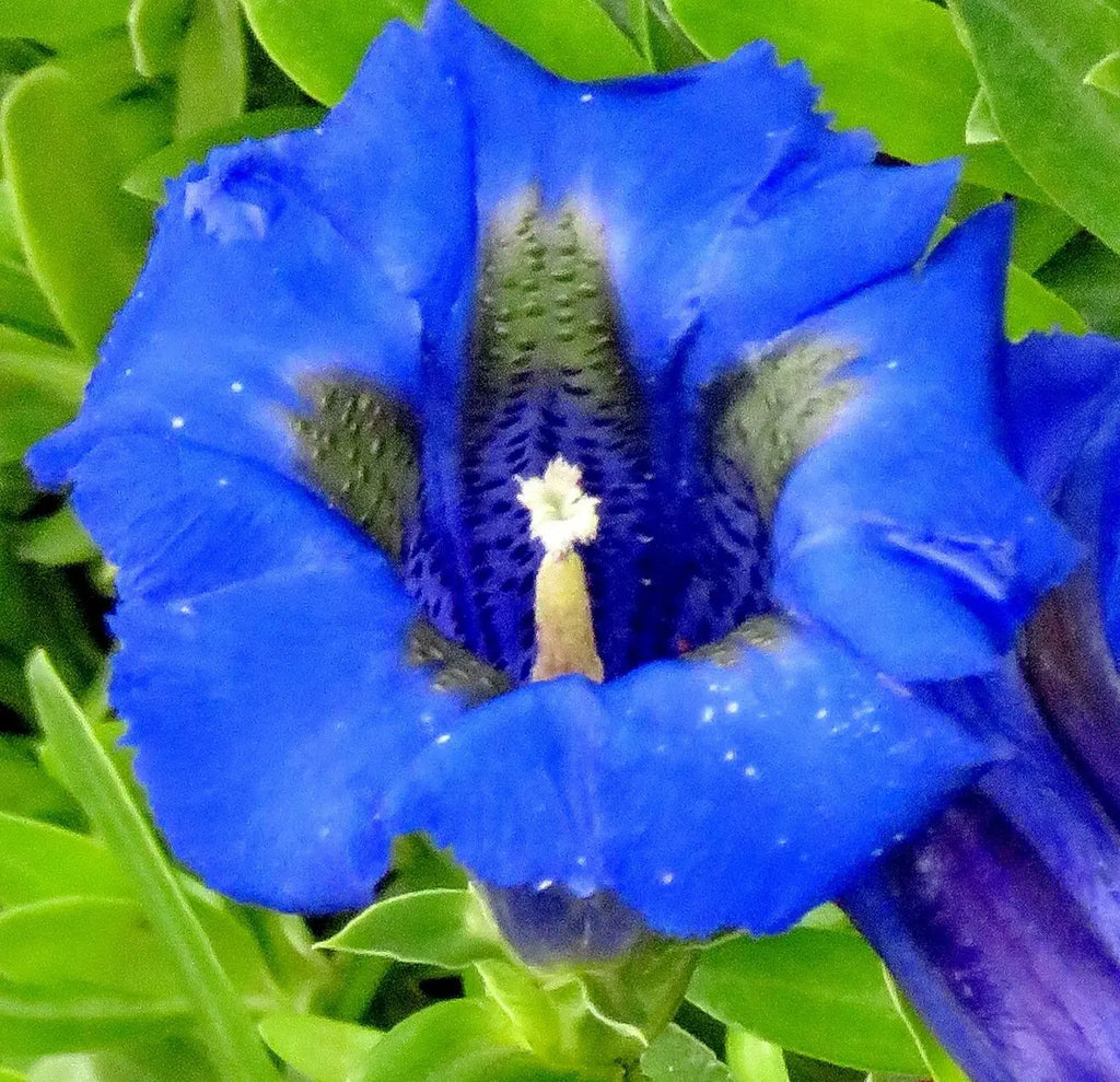 Blue Gentiana Acaulis Flower seeds for Planting Garden Favorite, Heirloom & GMO Free Seeds for Home Garden vegetable and garden seeds