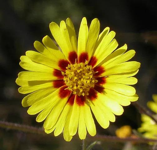Spring Madia Flower seeds for Planting Low Maintenance Heirloom & GMO Free Seeds for Home Garden