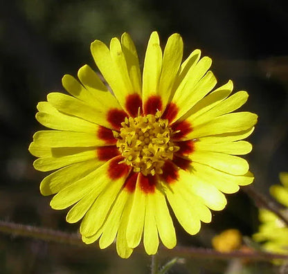 Spring Madia Flower seeds for Planting Low Maintenance Heirloom & GMO Free Seeds for Home Garden
