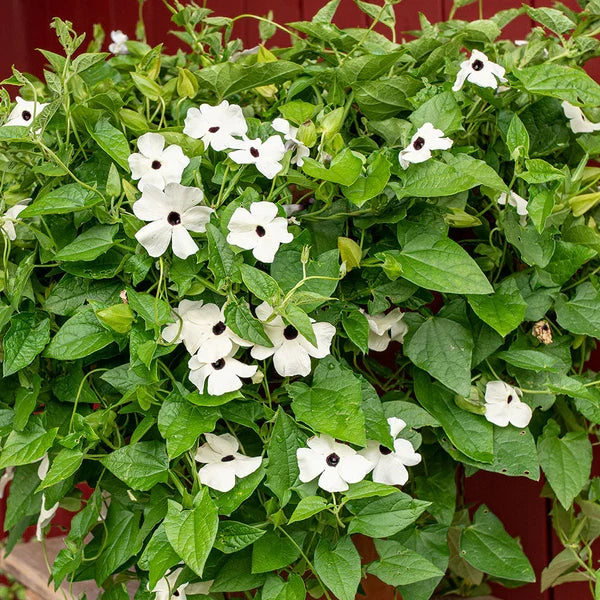 White Thunbergia Flower seeds for Planting Bright Blooms, Heirloom & GMO Free Seeds for Home Garden vegetable and garden seeds