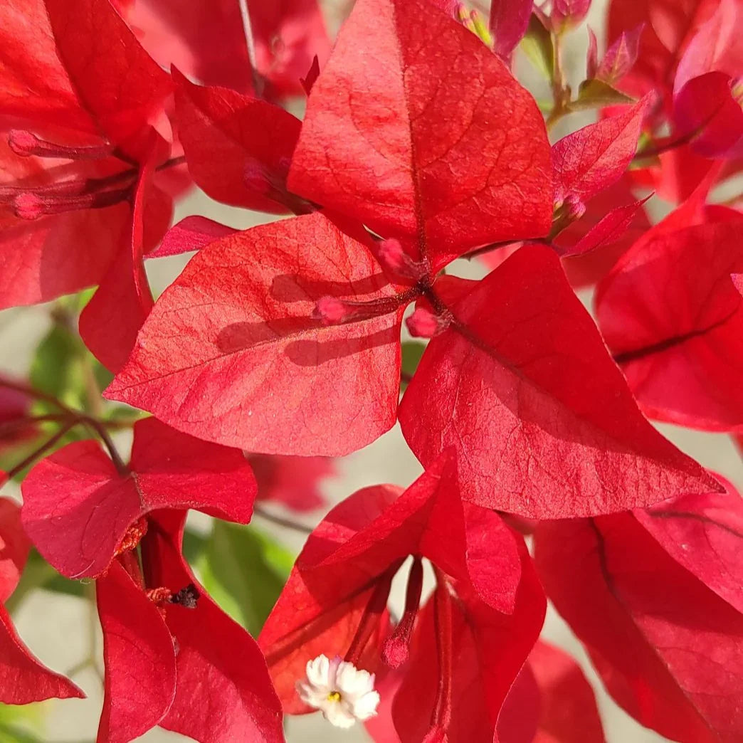 Bougainvillea Flower seeds for Planting - Long Bloom Season, Heirloom & GMO Free Seeds for Home Garden