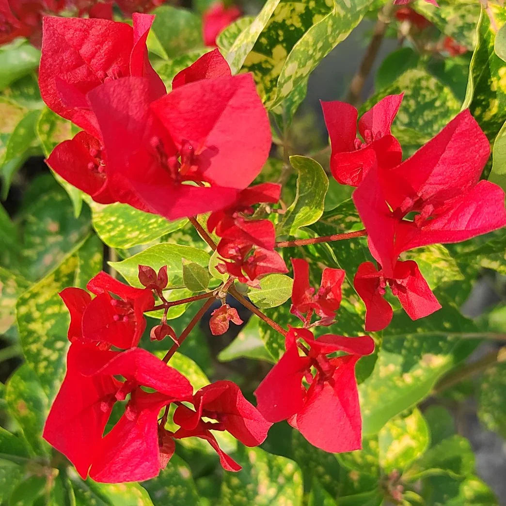 Bougainvillea Flower seeds for Planting - Long Bloom Season, Heirloom & GMO Free Seeds for Home Garden