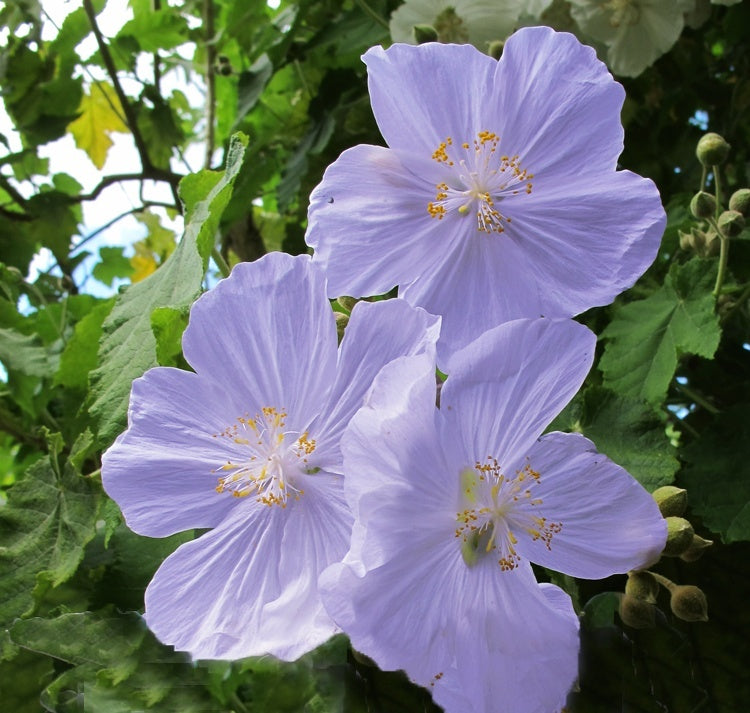 Violet Abutilon Flower seeds for Planting Bright Blooms, Heirloom & GMO Free Seeds for Home Garden vegetable and garden seeds