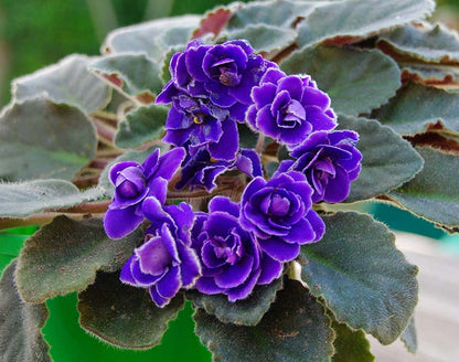 Saintpaulia Flower seeds for Planting Long Bloom Season Heirloom & GMO Free Seeds for Home Garden