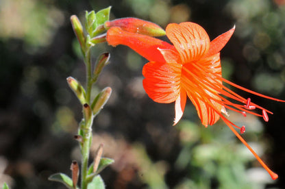 Epilobium Canum Flower seeds for Planting Fragrant Blossoms Heirloom & GMO Free Seeds for Home Garden