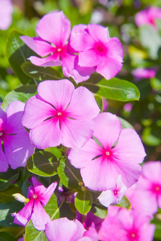 High quality Light Pink Periwinkle Flower seeds for Planting Fragrant Blossoms, Heirloom & GMO Free Seeds for Home Garden seeds pack