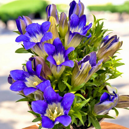 Gentiana Scabra Flower seeds for Planting Perfect for Borders Heirloom & GMO Free Seeds for Home Garden