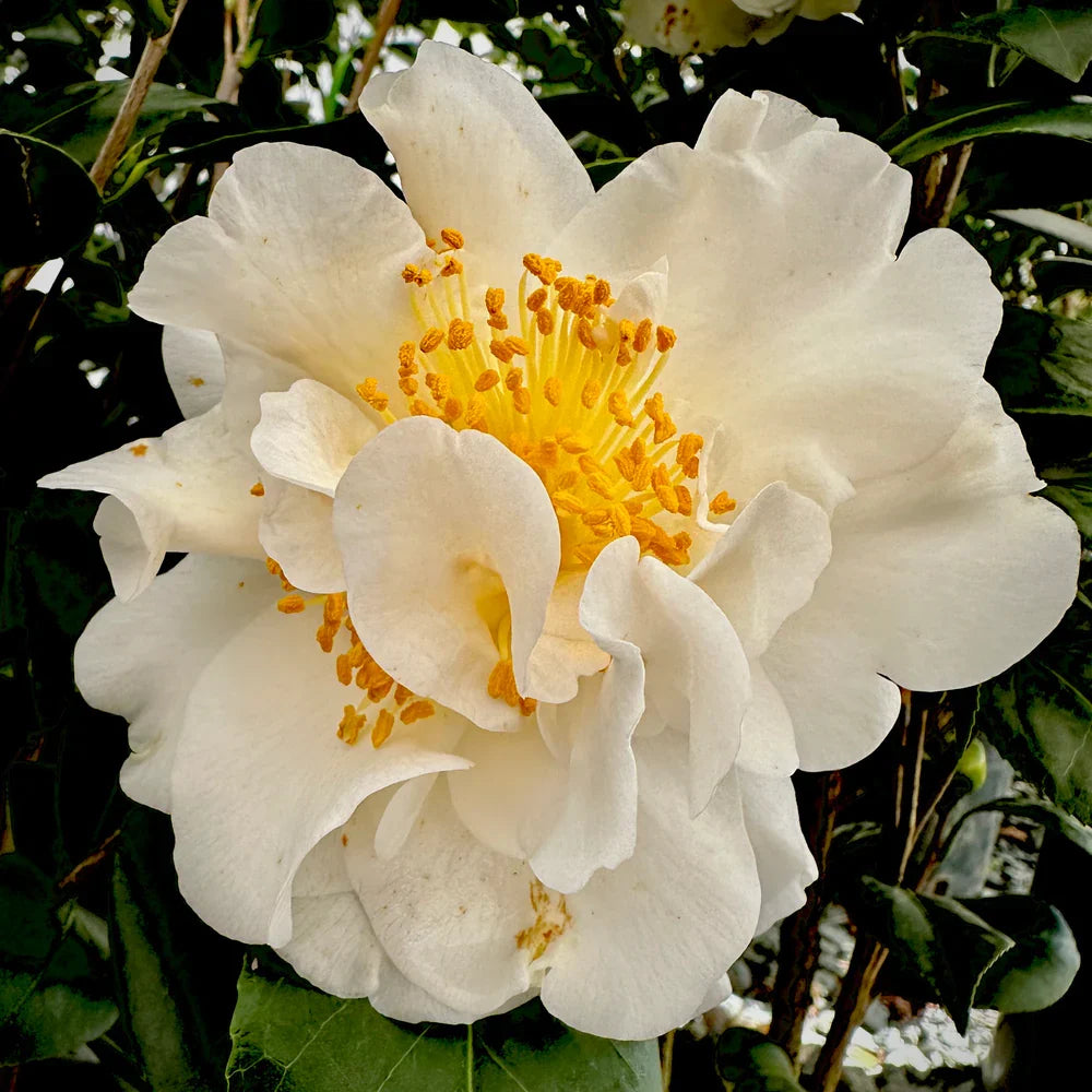 White Camellia Sinensis Flower seeds for Planting Long Bloom Season, Heirloom & GMO Free Seeds for Home Garden vegetable and garden seeds