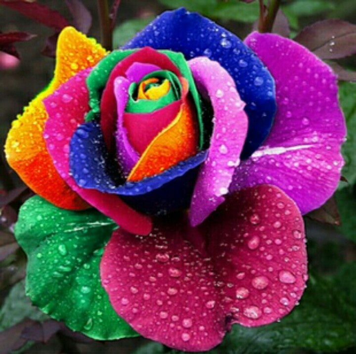 Premium Rose Mixed Color Flower seeds for Planting Long Bloom Season, Heirloom & GMO Free Seeds for Home Garden seeds