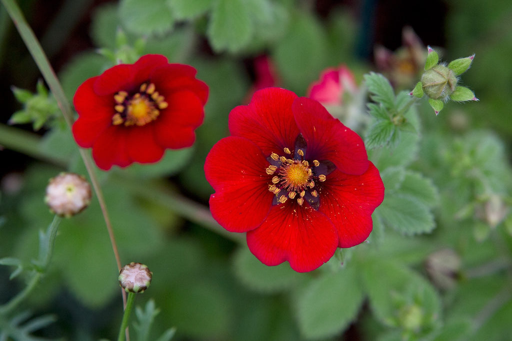 Premium Red Potentilla Atrosanguinea Flower seeds for Planting Compact Growth, Heirloom & GMO Free Seeds for Home Garden seeds