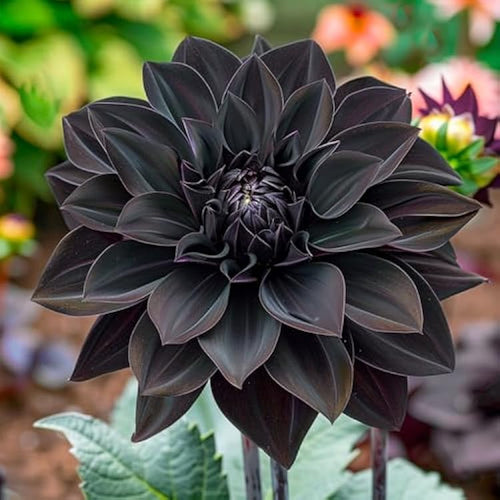Premium Carnation Black Flower seeds for Planting Perfect for Borders, Heirloom & GMO Free Seeds for Home Garden seeds