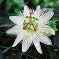 White Passiflora Flower seeds for Planting Hardy Variety, Heirloom & GMO Free Seeds for Home Garden seeds for planting