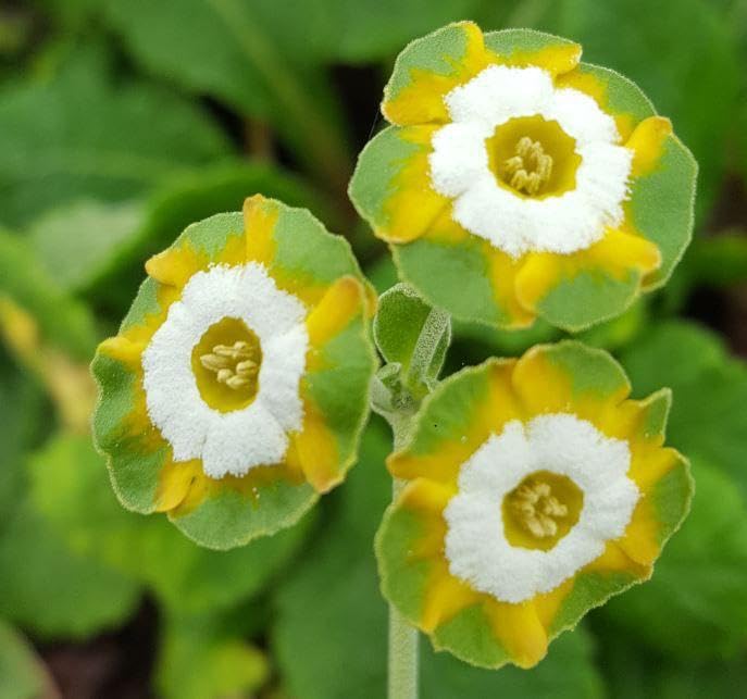 Premium Green Shade Auricula Flower seeds for Planting Shade Tolerant, Heirloom & GMO Free Seeds for Home Garden seeds