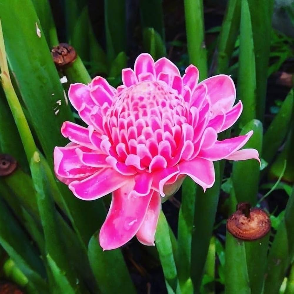 Pink Torch Ginger Flower seeds for Planting Colorful Display, Heirloom & GMO Free Seeds for Home Garden vegetable and garden seeds