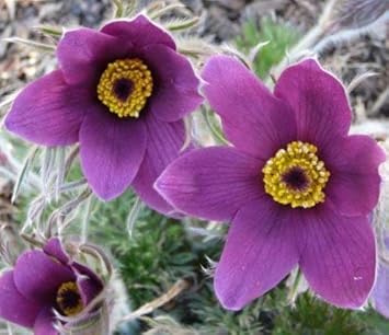 Violet Pasque Flower seeds for Planting Pollinator Friendly, Heirloom & GMO Free Seeds for Home Garden seeds for planting