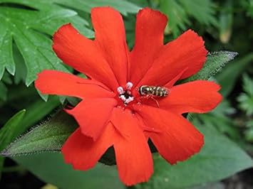 Red Orange Lychnis Arkwrightii Flower seeds for Planting Shade Tolerant, Heirloom & GMO Free Seeds for Home Garden seeds for planting