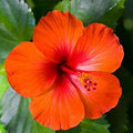 Hibiscus Flower Seeds in Orange Flower seeds for Planting Low Maintenance, Heirloom & GMO Free Seeds for Home Garden seeds for planting