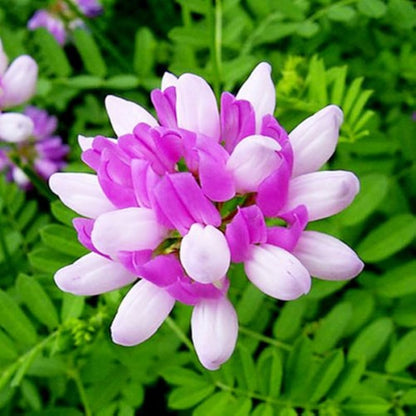 Astragalus Sinicus Flower seeds for Planting Vibrant Colors Heirloom & GMO Free Seeds for Home Garden