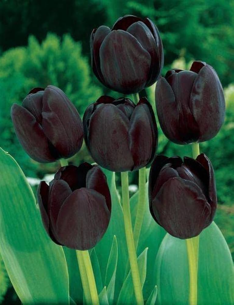 Tulip Black Flower seeds for Planting Vibrant Colors, Heirloom & GMO Free Seeds for Home Garden vegetable and garden seeds