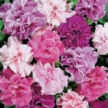 Mixed Pelleted Flower seeds for Planting Bright Blooms, Heirloom & GMO Free Seeds for Home Garden seeds for planting