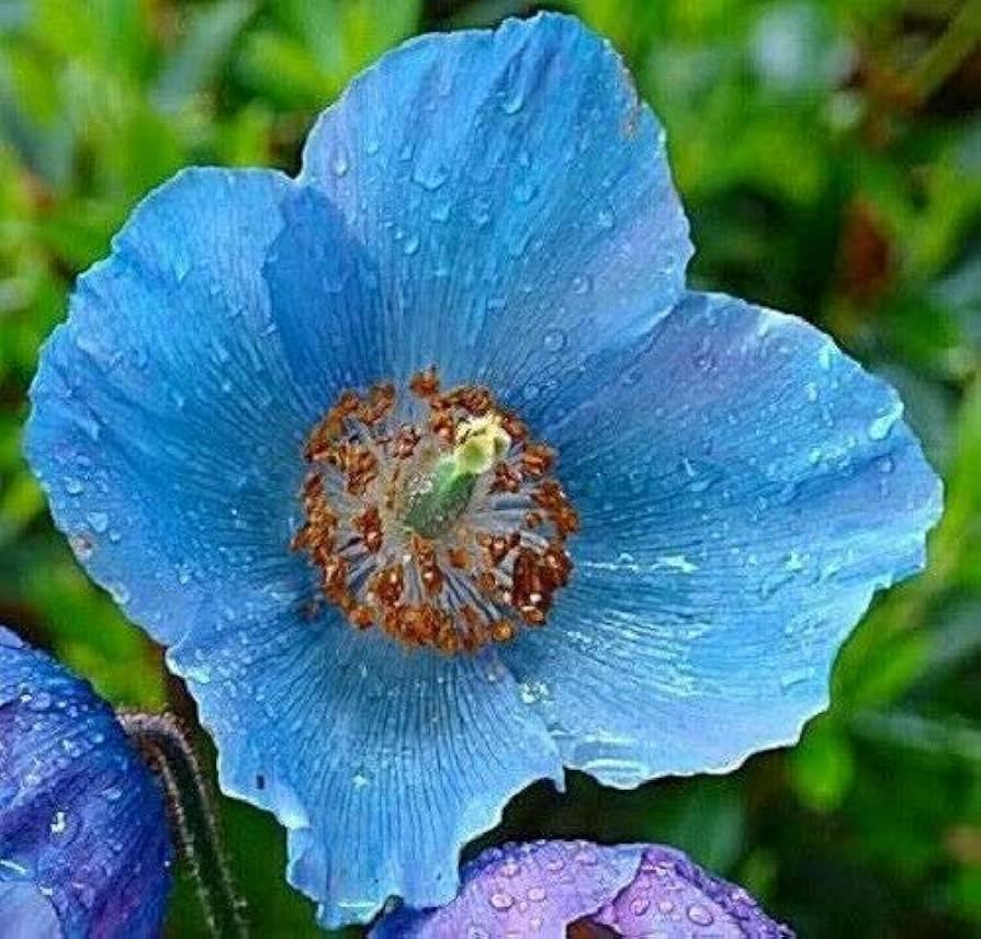 Meconopsis Flower seeds for Planting Vibrant Colors, Heirloom & GMO Free Seeds for Home Garden seeds for home gardening