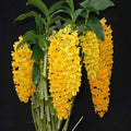 Yellow Densiflorum Flower seeds for Planting Perfect for Borders, Heirloom & GMO Free Seeds for Home Garden seeds for planting