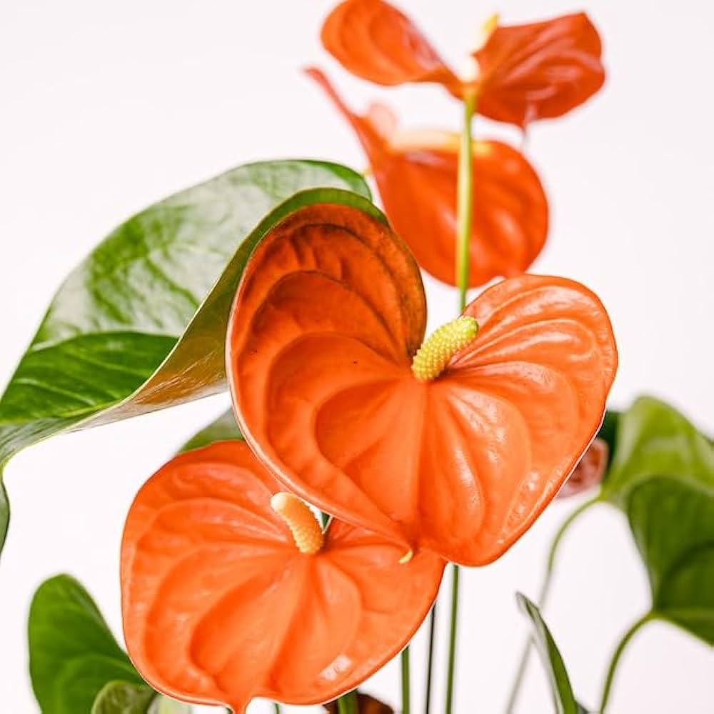 Anthurium Orange Blue Flower seeds for Planting - Pollinator Friendly, Heirloom & GMO Free Seeds for Home Garden