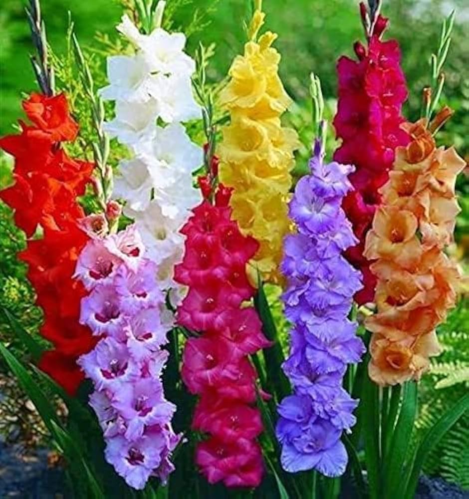 Multi Gladiolus Flower Seeds Flower seeds for Planting Fragrant Blossoms Heirloom & GMO Free Seeds for Home Garden