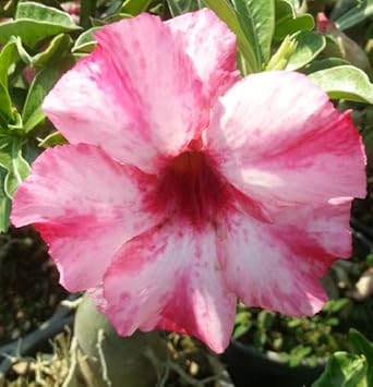 High quality Pink White Adenium Flower seeds for Planting Sun Loving, Heirloom & GMO Free Seeds for Home Garden seeds pack