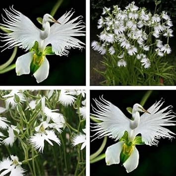 White Egret Orchid Flower seeds for Planting - Vibrant Colors, Heirloom & GMO Free Seeds for Home Garden
 
 Sale seeds for home garden