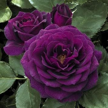 Purple Dragon Rose Flower seeds for Planting Premium Quality, Heirloom & GMO Free Seeds for Home Garden seeds for planting
