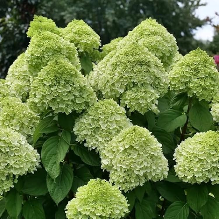 Hydrangea Flower seeds for Planting Cut Flower Favorite Heirloom & GMO Free Seeds for Home Garden