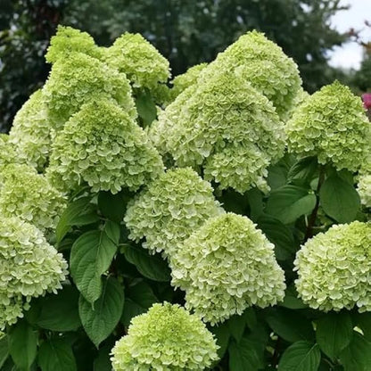 Hydrangea Flower seeds for Planting Cut Flower Favorite Heirloom & GMO Free Seeds for Home Garden
