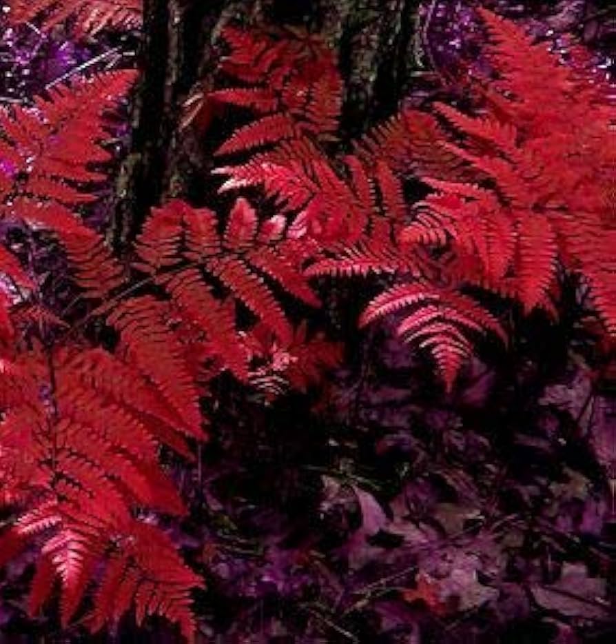Fern Red Seeds for Planting - Unique Colorful Ferns for Your Garden